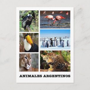 Argentina - Mosaico Animales Argentinos Postcard