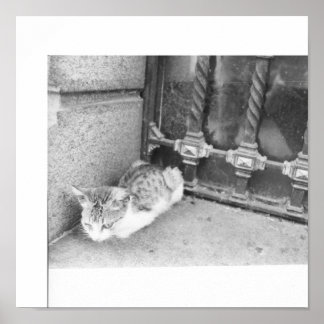 Argentina street cat poster