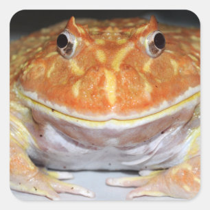 Argentine horned frog square sticker