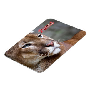 Argentine Puma - Magnet