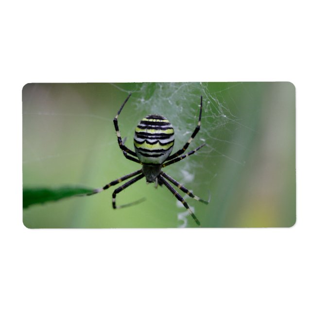 Argiope bruennichi (Front)