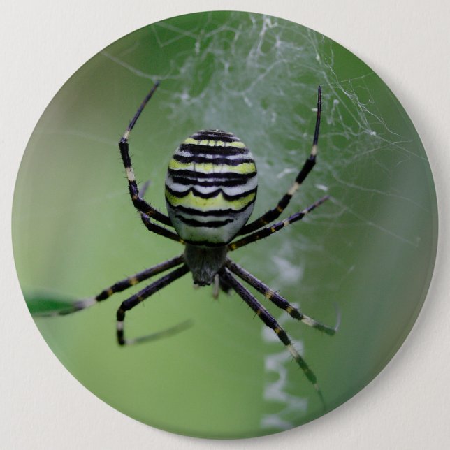 Argiope bruennichi 6 cm round badge (Front)