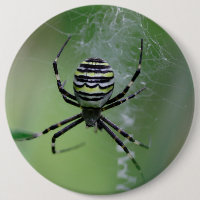 Argiope bruennichi