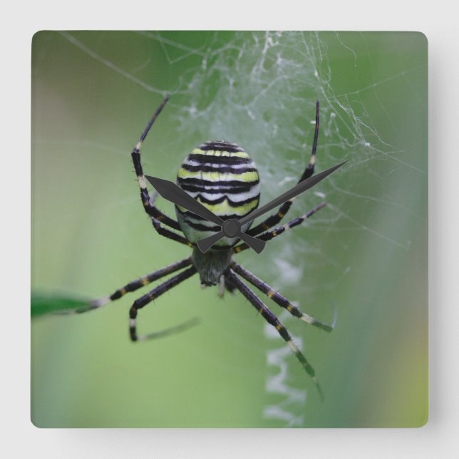 Argiope bruennichi square wall clock (Front)