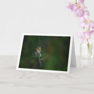 Argiope bruennichi, Wasp Spider, Orb-weaver Card