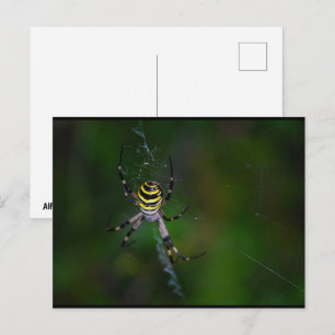 Argiope bruennichi, Wasp Spider, Orb-weaver Postcard