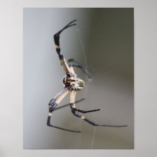 Argiope Spider Lover Gift Poster