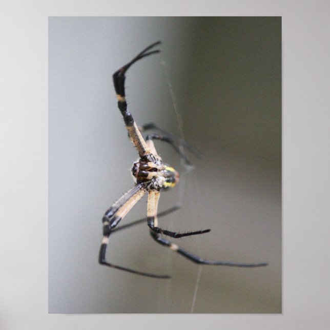 Argiope Spider Lover Gift Poster (Front)