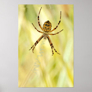 Argiope spider poster