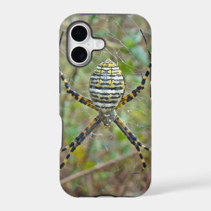 Argiope trifasciata Orb Weaver Spider