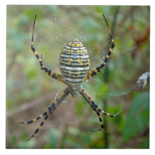 Argiope trifasciata Orb Weaver Spider Ceramic Tile