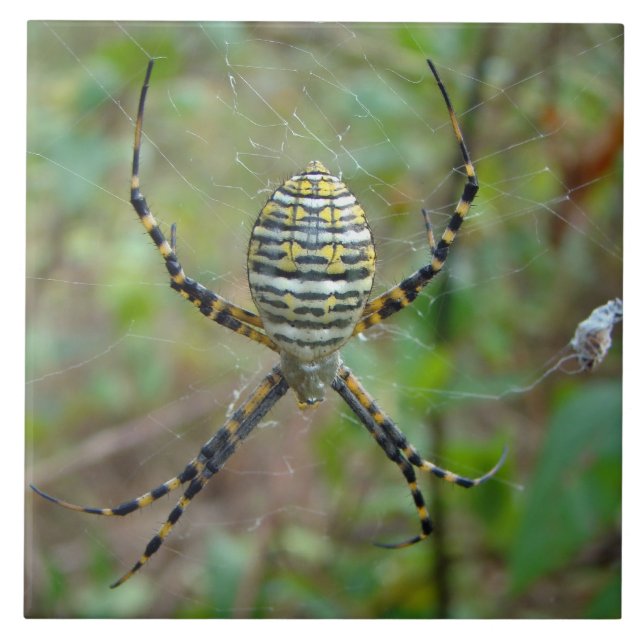 Argiope trifasciata Orb Weaver Spider Ceramic Tile (Front)