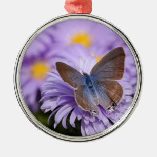 Argus butterfly on flower metal ornament