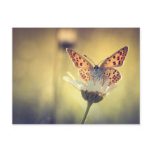 Argus Butterfly