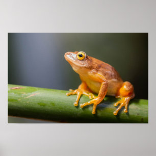 Argus Reed Frog on a branch Poster