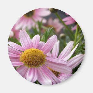 Argyranthemum frutescens Marguerite Daisies Magnet