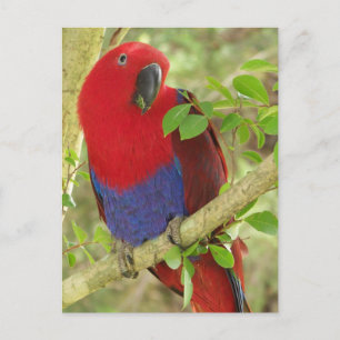 Aria Grand Eclectus Parrot Postcard