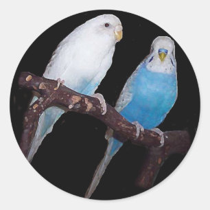 Ariel Oscar budgie stickers