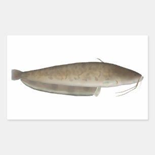 Aristotle's Catfish Rectangular Sticker