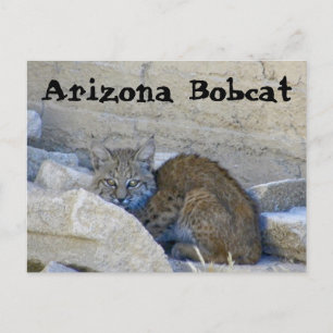 Arizona Bobcat Postcard