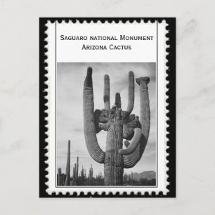 Arizona cactus postcard