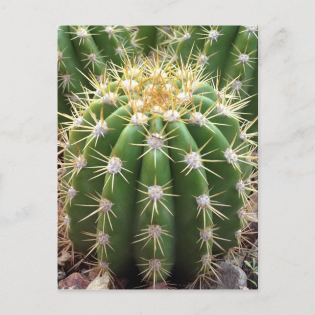 Arizona Cactus Postcard (Front)