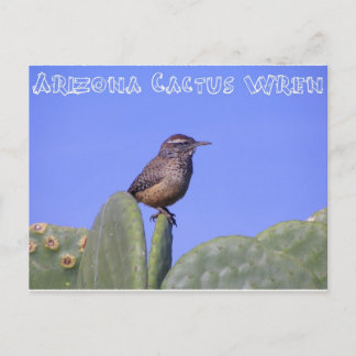 Arizona Cactus Wren Postcard