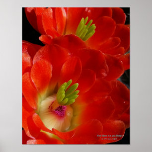 Arizona Claret Cup Cactus Red Orange Flowers Poster