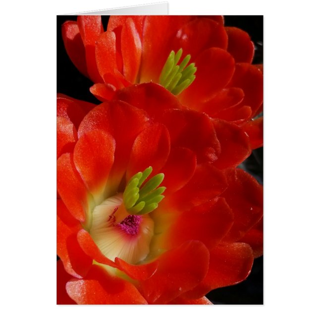 Arizona Claret Cup Cactus With Scarlet Flowers (Front)