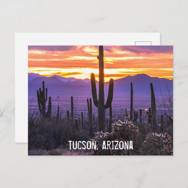 Arizona Desert Cactus Sunset Nature Photo Souvenir Postcard (Front/Back)