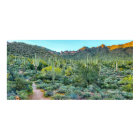 Arizona Desert Hiking Trail Saguaro Cactus Forest