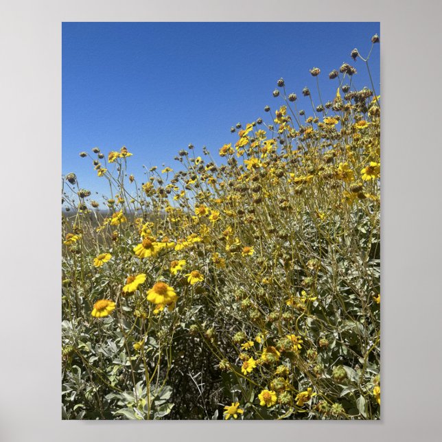 Arizona Desert Yellow Flowers Landscape Poster (Front)