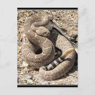 Arizona DIamondback Rattlesnake Postcard