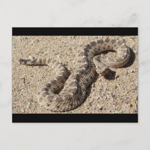 Arizona Horned Sidewinder Rattlesnake Postcard