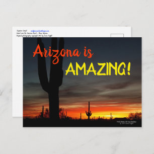 "Arizona is Amazing!" Sunset Sonoran Desert Cactus Postcard