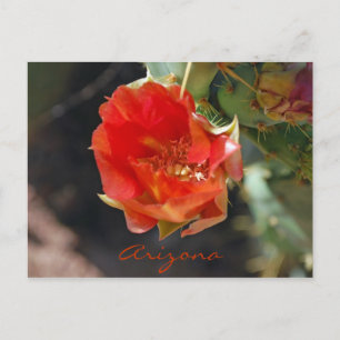 Arizona Postcard
