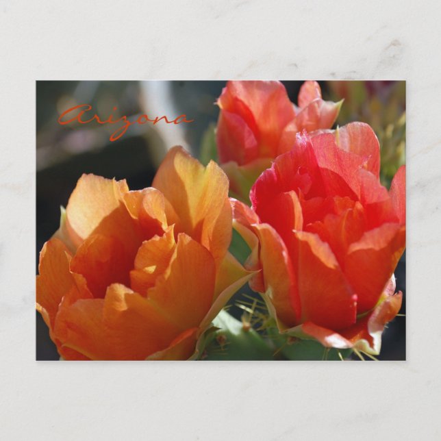 Arizona Postcard (Front)