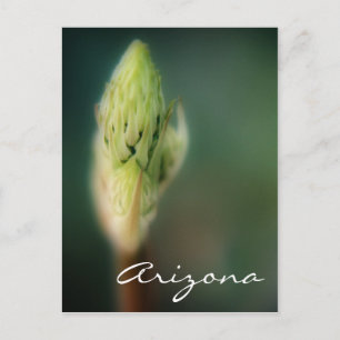 Arizona Postcard Spring Bud Template