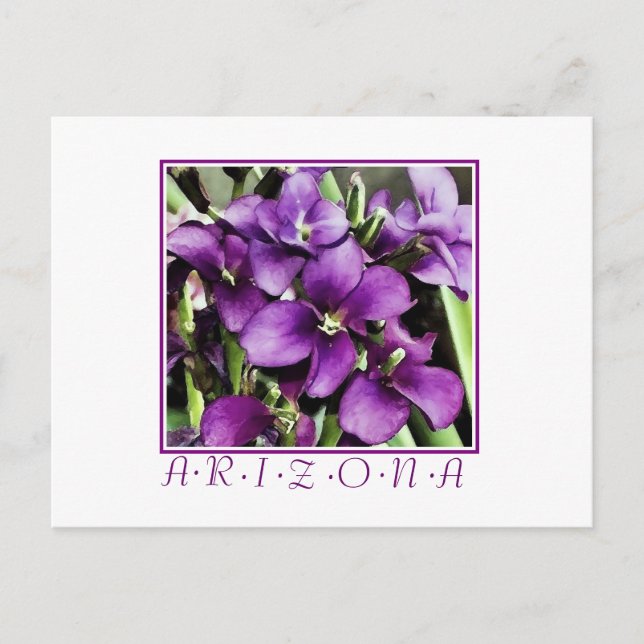 Arizona purple flower postcard (Front)