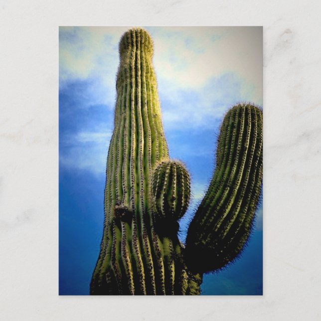 Arizona Saguaro Cactus High  Postcard (Front)