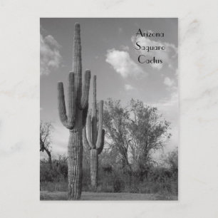 Arizona Saguaro Postcard
