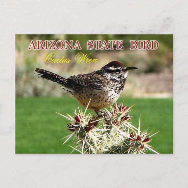 Arizona State Bird - Cactus Wren Postcard (Front)