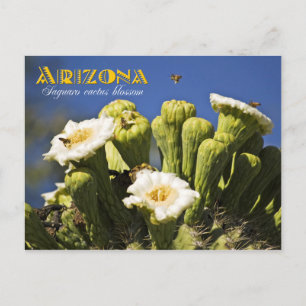 Arizona State Flower: Saguaro Cactus Blossom Postcard