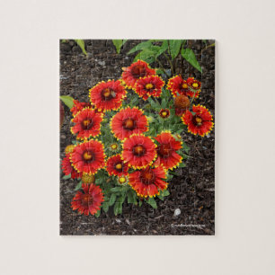 Arizona Sun Blanketflowers Jigsaw Puzzle
