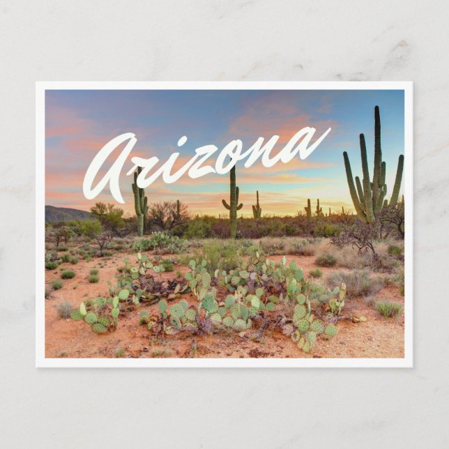 Arizona Sunset Cactus Photo Postcard (Front)