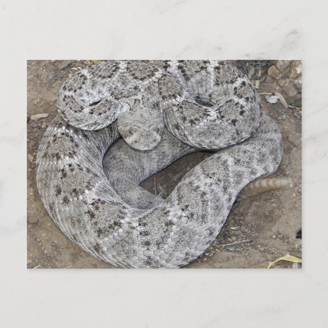 Arizona Western Diamondback Rattlesnake Postcard (Front)