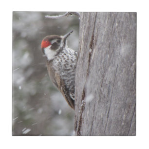 Arizona Woodpecker in the Snow Ceramic Tile
