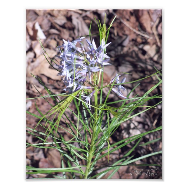Arkansas Bluestar Needleleaf Photo Print (Front)