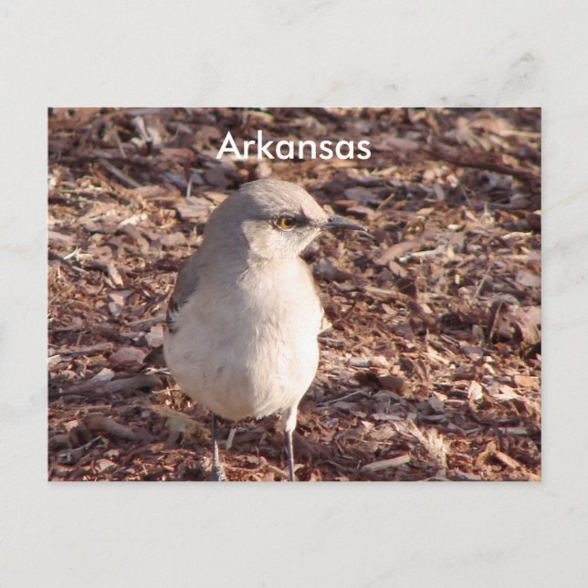 Arkansas Mockingbird Postcard (Front)