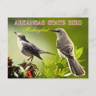 Arkansas State Bird - Mockingbird Postcard